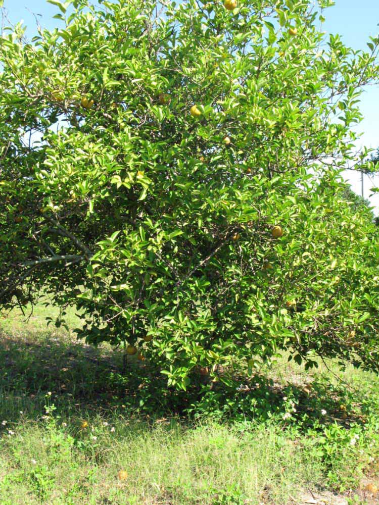            Habit (Winter Haven, FL)   